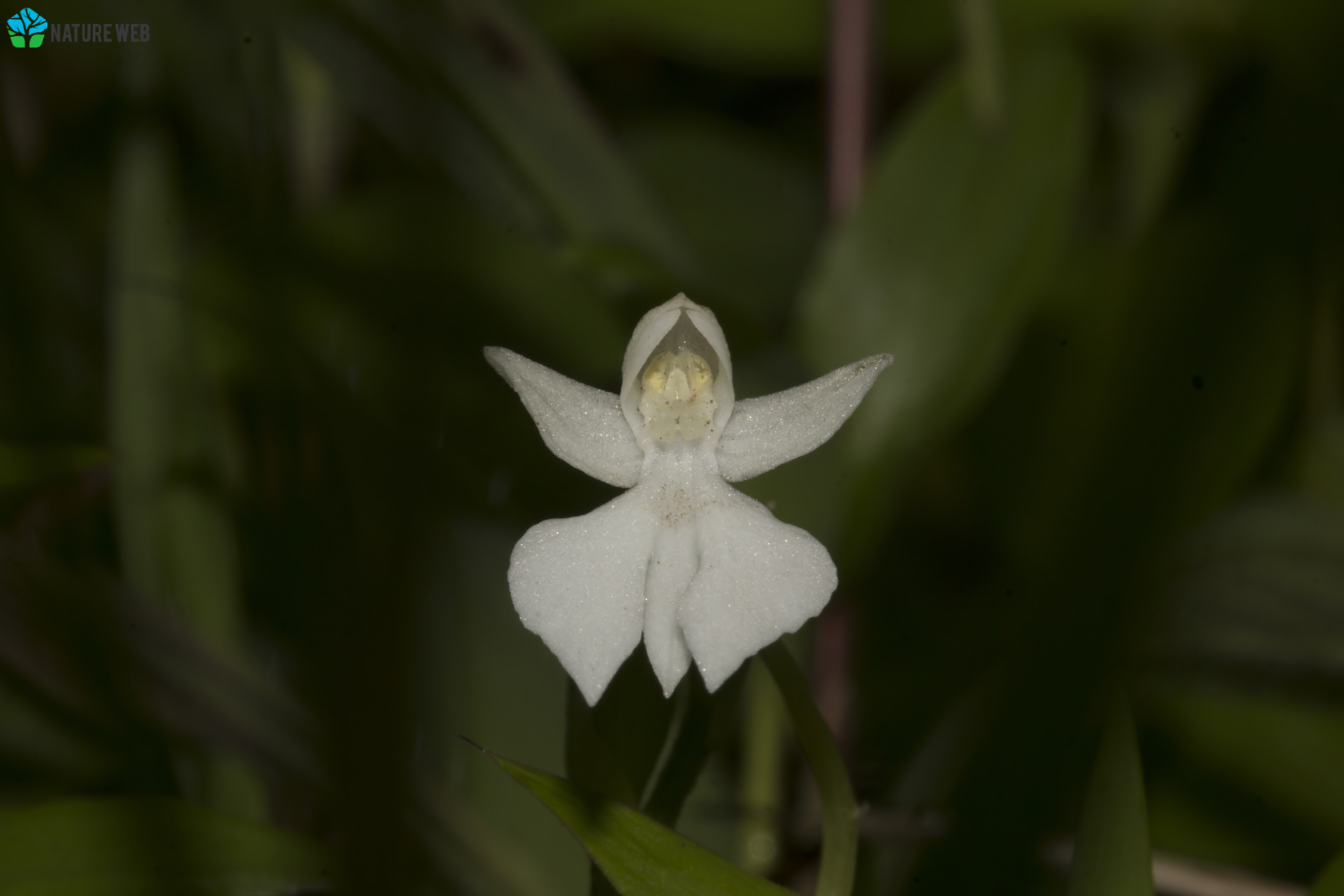 Plantain Orchid